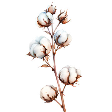 Watercolor cotton branch isolated on white background