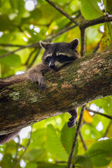 Cute raccoon (Procyon lotor) in Cahuita National Park (Costa Rica)