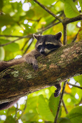 Cute raccoon (Procyon lotor) in Cahuita National Park (Costa Rica)