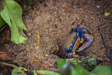 Blue land crab (Cardisoma guanhumi) in Cahuita National Park (Costa Rica)