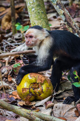 Capuchin monkey eating a coconut in Cahuita National Park(Costa Rica)