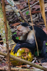 Capuchin monkey eating a coconut in Cahuita National Park(Costa Rica)