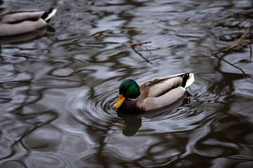 Wild ducks on a clear lake, bright and full of vitality