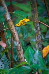 Eyelash viper (Bothriechis schlegelii) in Cahuita National Park (Costa Rica)