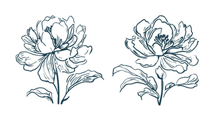 Timeless Peony Flower: Elegant Hand-Drawn Style, Floral Vector for Prints and Decorative Gifts