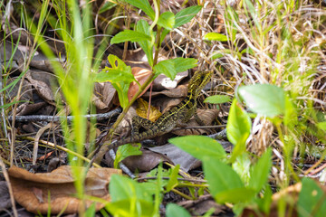 Naklejka na ściany i meble Jesus Christ lizard (Basiliscus basiliscus) in Cahuita National Park (Costa Rica)