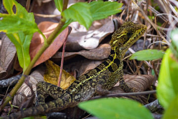 Jesus Christ lizard (Basiliscus basiliscus) in Cahuita National Park (Costa Rica)