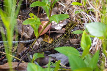 Jesus Christ lizard (Basiliscus basiliscus) in Cahuita National Park (Costa Rica)