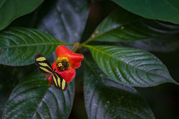 Obraz na płótnie Canvas Beautiful butterfly in Cahuita National Park (Costa Rica)