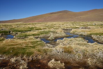 A Swampy Green Landscape in Antofagasta, Chile under a blue sky.