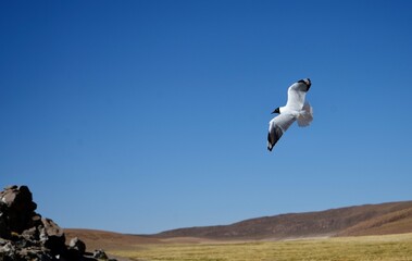 Fototapeta na wymiar A soaring Laughing gull (Leucophaeus atricilla) against a blue sky with hills beneath. Antofagasta, Chile.