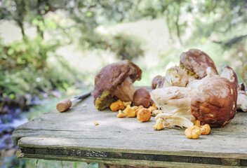Porcini mushroom and chanterelles on wood table in front of forest foliage. Fall fungus before cleaning. Wild edible mushroom. Known as king mushroom, Boletus edulis, and pfifferlinge. Selective focus