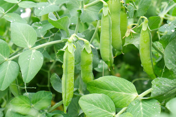 Ripe green pea pods grow in an agricultural field.Cultivation, care, harvesting, harvesting peas for winter, breeding, agronomy, vegetarianism, protein production.