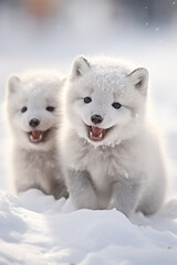 Fototapeta premium Close-Up of Arctic fox pups playing in the snow