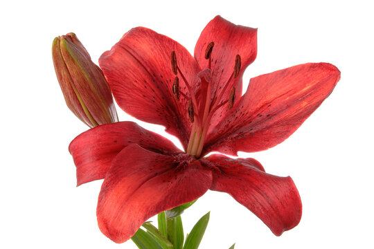 Red lily flower isolated on white background