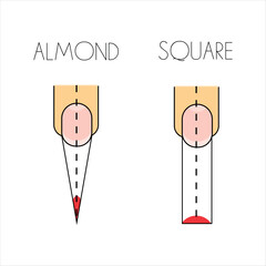 Almond and square shape nail extension scheme (infographic for manicure guide), vector image in EPS 10