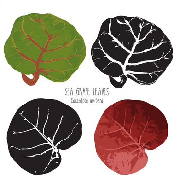 seagrape leaf grape tree Coccoloba uvifera coastal plant salt tolerant bush Polygonaceae florida native species