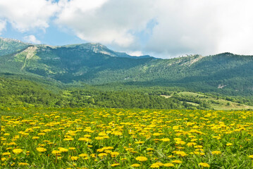 Landscape with hills and meadow with yellow dandelions