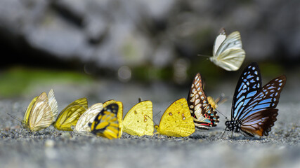 Mud puddling of Great zebra, common gull, lesser gull, yellow orange-tip, spotted sawtooth, common jay and five-bar swordtail butterflies.