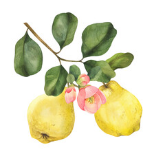 Ripe yellow quince fruits with green leaves and flowers branch. Hand drawn watercolor illustration, isolated on white background