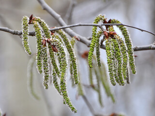 In spring, aspen blooms in nature (Populus tremula, Populus pseudotremula)