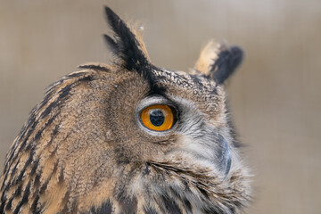 Great horned owl in head detail.