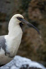 Gray-winged ibis bird portrait outdoors with snow.
