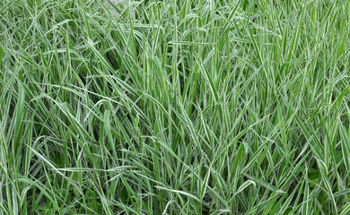 Decorative sedge grows on the flower bed