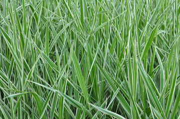 Fototapeta premium Decorative sedge grows on the flower bed