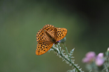 Butterfly, wild flower.
Orange, green, background, detail, nature.
