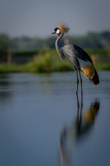 Fototapeta premium grey crowned crane