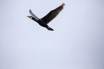 Ireland's Coastal Voyager - Great Cormorant (Phalacrocorax carbo) off the Irish Coast
