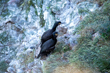 Ireland's Coastal Voyager - Great Cormorant (Phalacrocorax carbo) off the Irish Coast