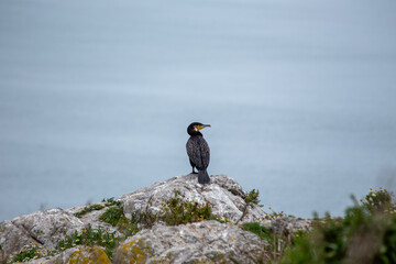 Ireland's Coastal Voyager - Great Cormorant (Phalacrocorax carbo) off the Irish Coast