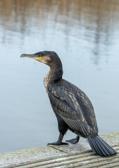 Ireland's Coastal Voyager - Great Cormorant (Phalacrocorax carbo) off the Irish Coast
