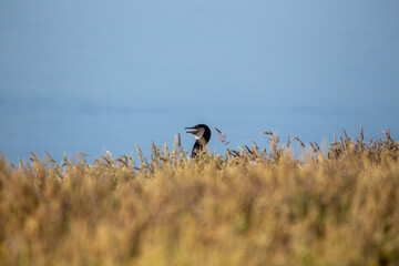 Ireland's Coastal Voyager - Great Cormorant (Phalacrocorax carbo) off the Irish Coast