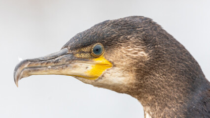 Ireland's Coastal Voyager - Great Cormorant (Phalacrocorax carbo) off the Irish Coast