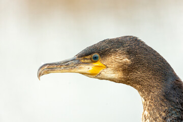 Ireland's Coastal Voyager - Great Cormorant (Phalacrocorax carbo) off the Irish Coast