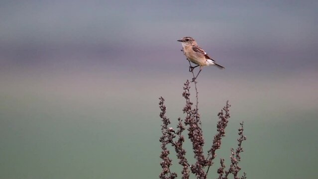 A female Siberian stonechat sits on a branch and sings. The voice of a bird. Asian stonechat bird video