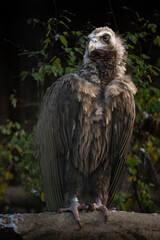 Brown vulture and leafy background.