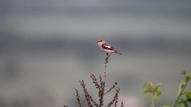 A female Siberian stonechat sits on a branch and sings. The voice of a bird. Asian stonechat bird video