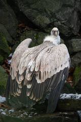 Griffon vulture and rocky background.