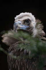 Vulture brown and black background.