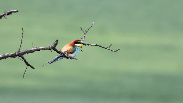 A golden squint sits on a branch. The second bird arrives. She eats a bee and pecks a second bird. It has colorful feathers and a long beak. Beautiful background. Merops apiaster