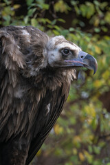 Brown vulture and leafy background.