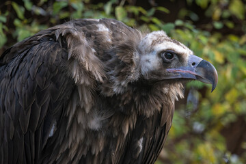Brown vulture and leafy background.