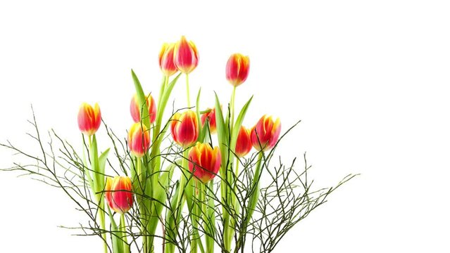 bright orange tulips with blueberry twigs isolated on white background, floral easter decoration with tulips, slow motion rotation, closeup