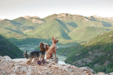 Two dogs gaze into the distance atop a mountain crest, a river winding below them