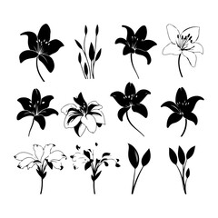 Lily flower black silhouette set on a white background and vector illustration