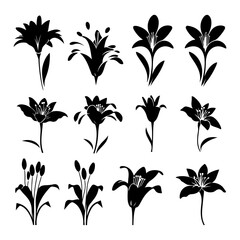 Lily flower black silhouette set on a white background and vector illustration